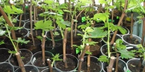 Sadnja grožđa u jesen